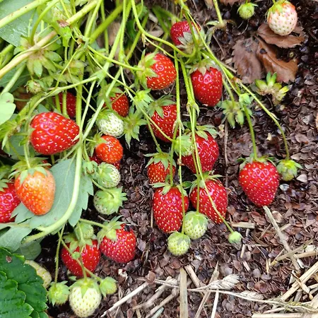 La Ferme Du Papillon Pougne-Herisson