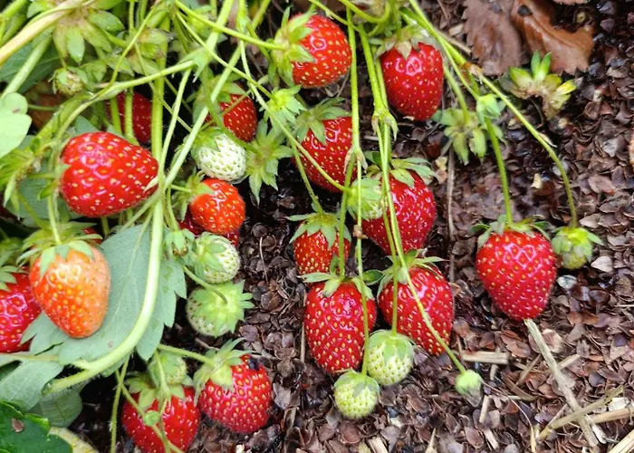 La Ferme Du Papillon Pougne-Herisson