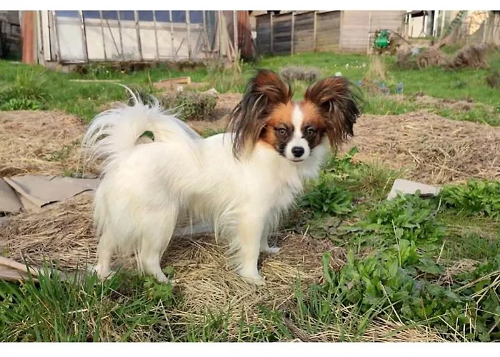La Ferme Du Papillon Alojamento de Turismo Rural Pougne-Herisson
